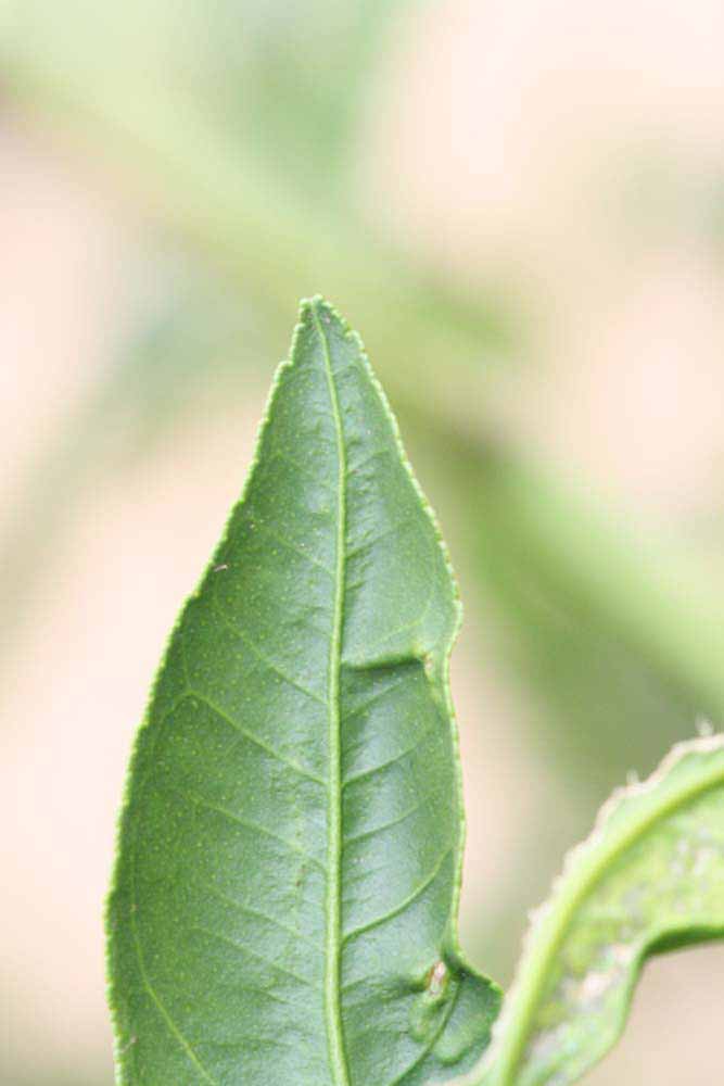              Margin (Riverside, CA)       